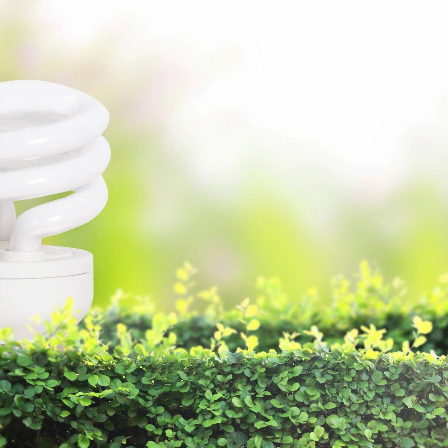 fm=f_1849 A light bulb sitting on top of a bush.